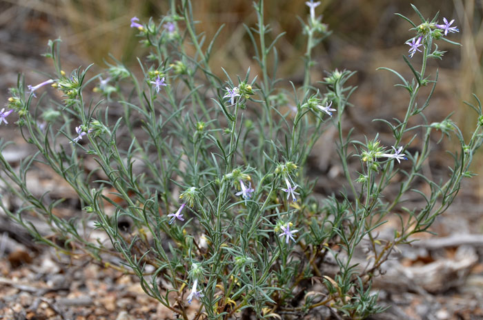 Ipomopsis multiflora, Manyflowered Ipomopsis Gilia